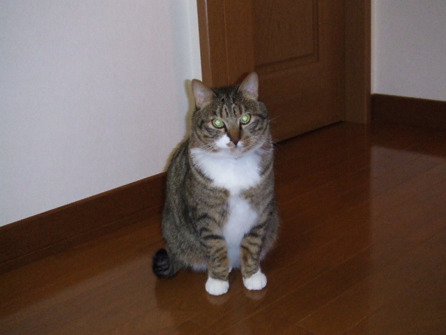 2006_0311gurigura10020.JPG