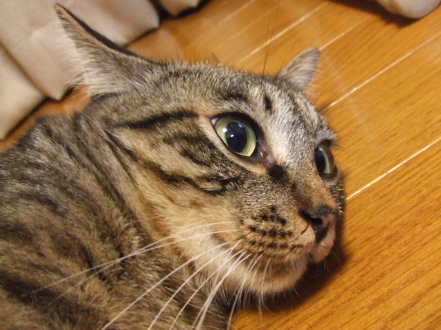 2006_08300079ぐり.JPG