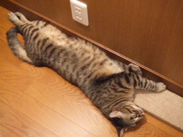 2006_08300080ぐり.JPG