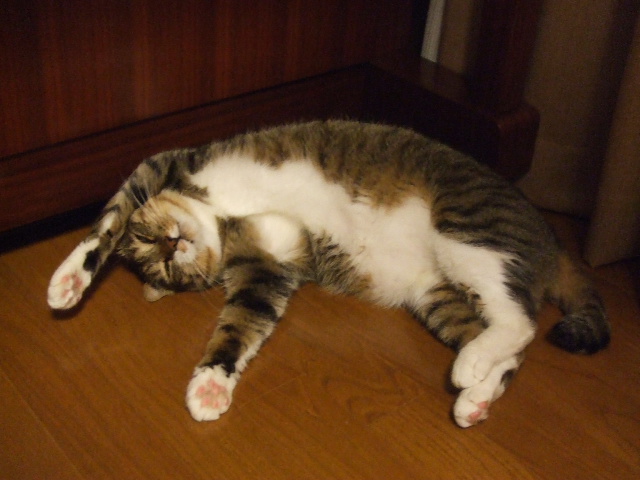 2006_08300090ぐら.JPG